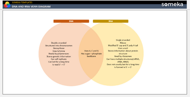 DNA And RNA Venn Diagram Someka Example Cover