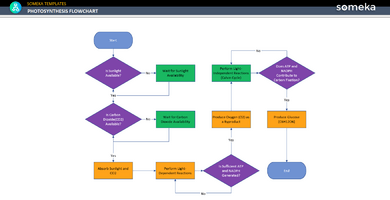 Photosynthesis-Flow-Chart-Someka-Example-SS1