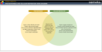 Photosynthesis And Cellular Respiration Venn Diagram Someka Example Cover